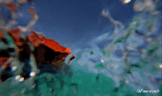 Humor -  Fun Sport Surf Fun - Win 