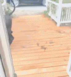 Humour - Fun Animaux Vaches Serie 01 