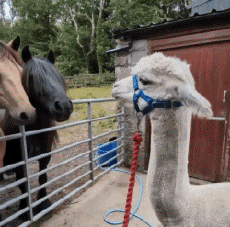 Humour - Fun Animaux Lama Serie 01 