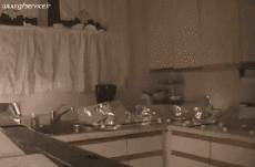 Humor - Fun Animales Gatos 04 