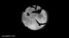 Humor -  Fun Animals Bat 01 