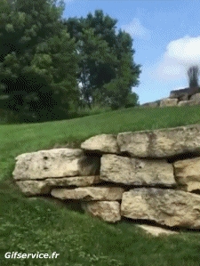 Humour - Fun Animaux Cochons Sangliers Serie 01 