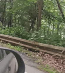 Humor -  Fun Animals Bears 01 