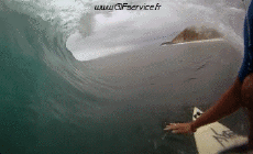 Humor -  Fun Sports Surf Fun - Win 