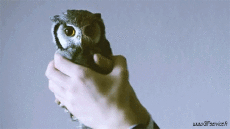 Humor -  Fun Animals Birds Raptor & Nocturne 