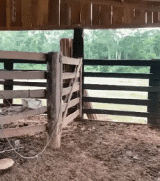 Humour - Fun Animaux Chevaux Serie 02 