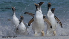 Humor - Fun Animales Pingüinos 01 