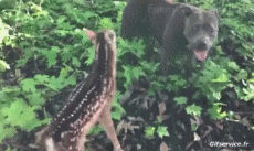 Humor -  Fun Animals Deer - Fawn 01 