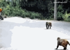 Humor -  Fun Animals Monkeys 01 