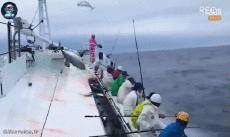 Humor - Fun Animales Pez 01 