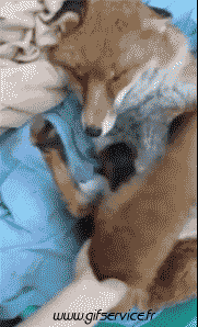 Humor -  Fun Tiere Fuchs 01 