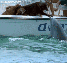 Umorismo -  Fun Animali Delfini 01 