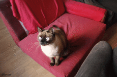 Humor -  Fun Animals Cats 05 