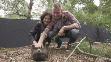 Humor -  Fun Tiere Wombat 01 