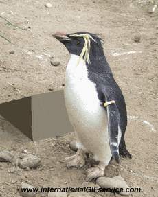 Humor - Fun Animales Pingüinos 01 