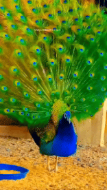 Humor - Fun Animales Pájaros Pavo real 