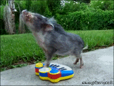 Humour - Fun Animaux Cochons Sangliers Serie 01 