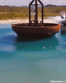 Humor -  Fun Sports Surf Fun - Win 