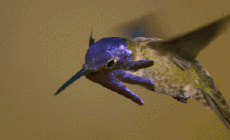 Humor -  Fun Tiere Geflügel Kolibri 