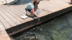 Humor - Fun Animales Pájaros Pelícanos 