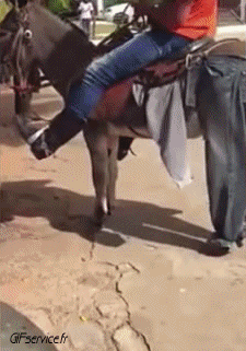 Humor -  Fun Animals Donkeys 01 