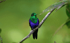 Humor -  Fun Tiere Geflügel Kolibri 