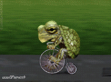 Humor -  Fun Animals Turtles 01 