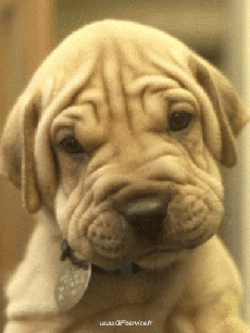 Humor - Fun Animales Perros 02 