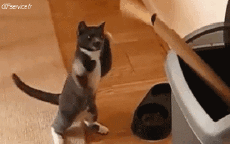 Humor -  Fun Animals Cats 04 