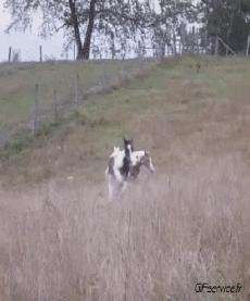 Humour - Fun Animaux Chevaux Serie 01 