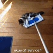 Humor - Fun Animales Gatos 03 