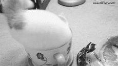 Humor -  Fun Tiere Katze 02 