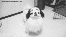 Humor -  Fun Animals Dogs 01 