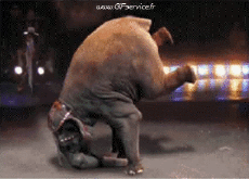 Humor -  Fun Animals Elephants 01 