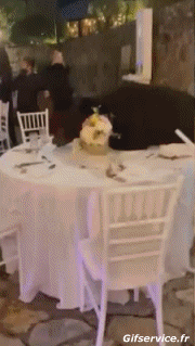 Humour - Fun Animaux Ours Serie 01 