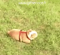 Humor - Fun Animales Perros 03 