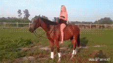 Humor -  Fun Animals Horses 01 