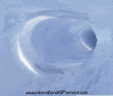 Humor -  Fun Tiere Bär 01 