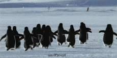 Humor -  Fun Tiere Pinguine 01 