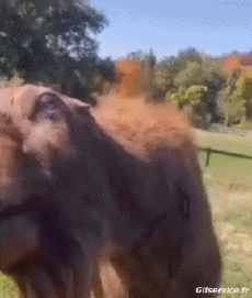 Humor - Fun Animales Cabras - Perilla Serie 02 