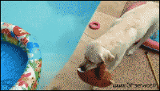 Humor - Fun Animales Perros 01 