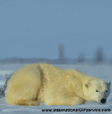 Umorismo -  Fun Animali Orso 01 