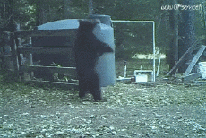 Humor -  Fun Tiere Bär 01 