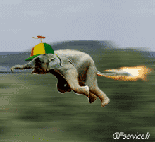 Humor -  Fun Tiere Elefanten 01 