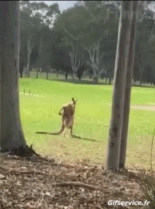 Humour - Fun Animaux Kangourous 01 