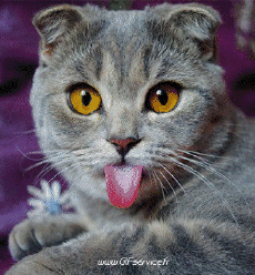 Humor - Fun Morphing - Parece People - Vip People Serie 02 