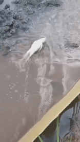 Umorismo -  Fun Animali Rane 01 