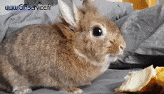 Humor - Fun Animales Conejo 01 