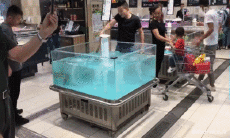 Humor -  Fun Tiere Fisch 01 