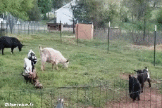 Humor -  Fun Animals Goats - Goatee Serie 02 